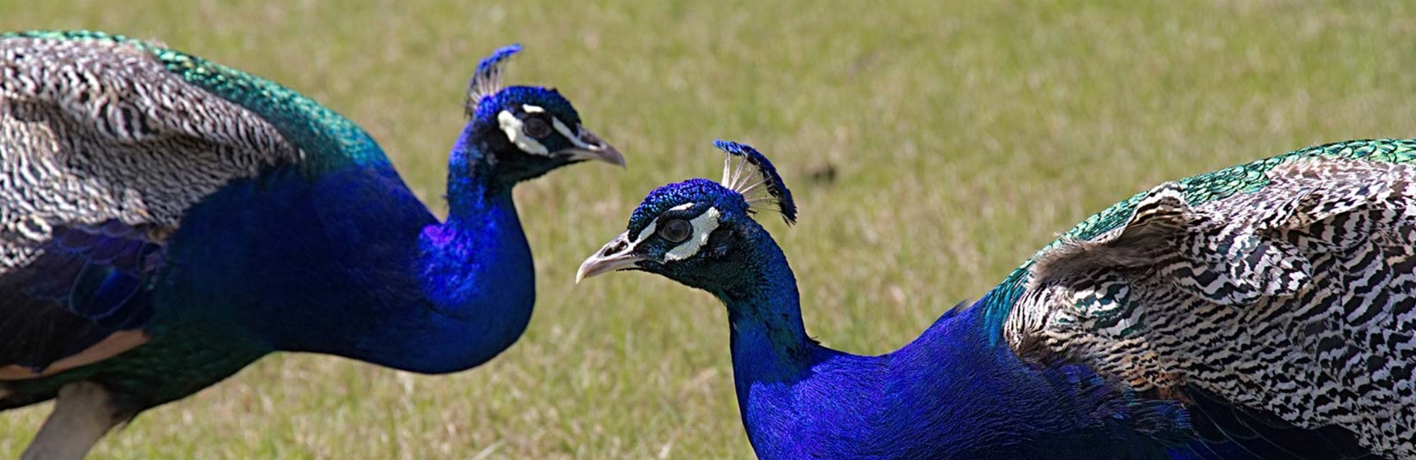 Peacocks together in field