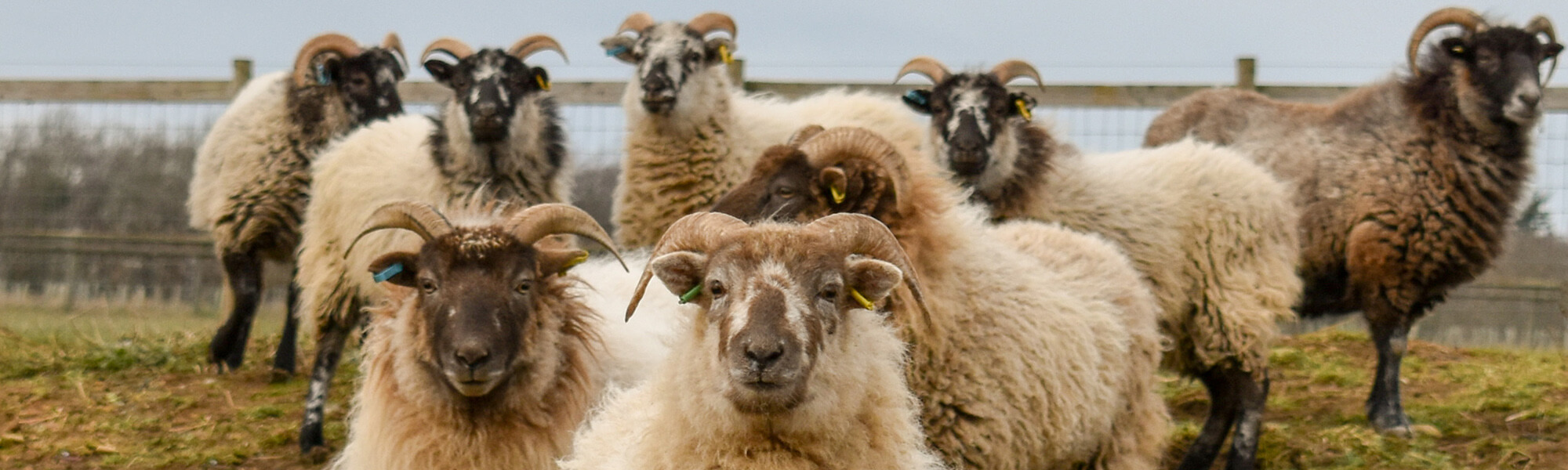 Boreray sheep in field posing for a photo!