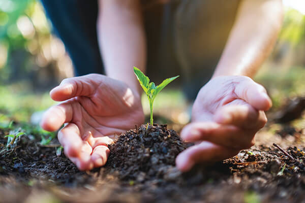 farming with nature - school pupil nurturing growing seedling in the soil